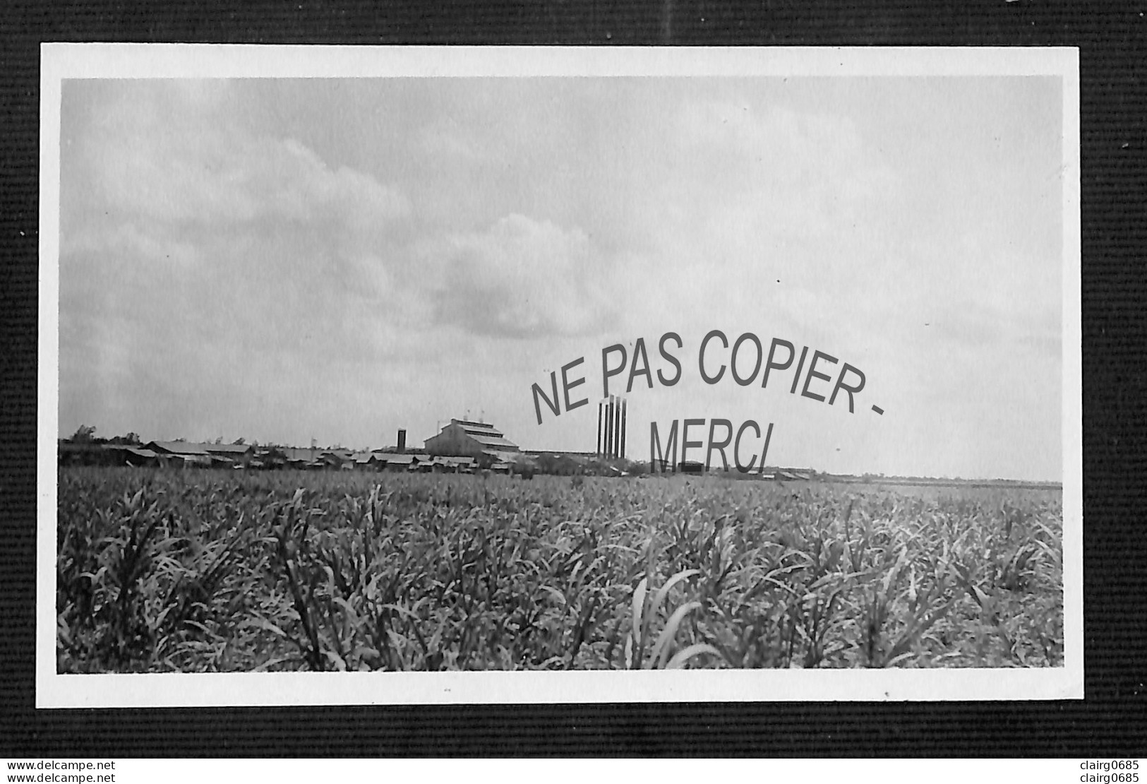 CUBA - Photo - Sucrerie "DELICIAS" -Champ De Cannes, Coupé Avec Drapeaux à Mi-hampe Pour Cause De Grève- Unique - Cuba