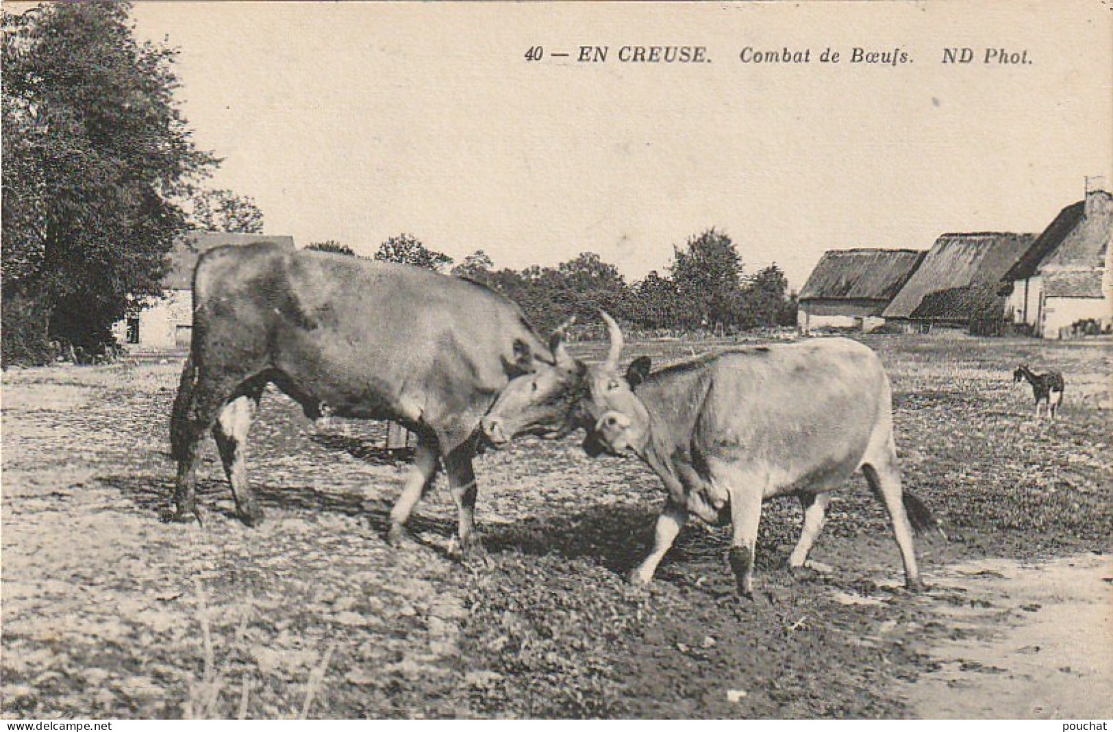 PE 24 -(23) EN CREUSE - COMBAT DE BOEUFS - PRISE DE CORNES - 2 SCANS  - Breeding