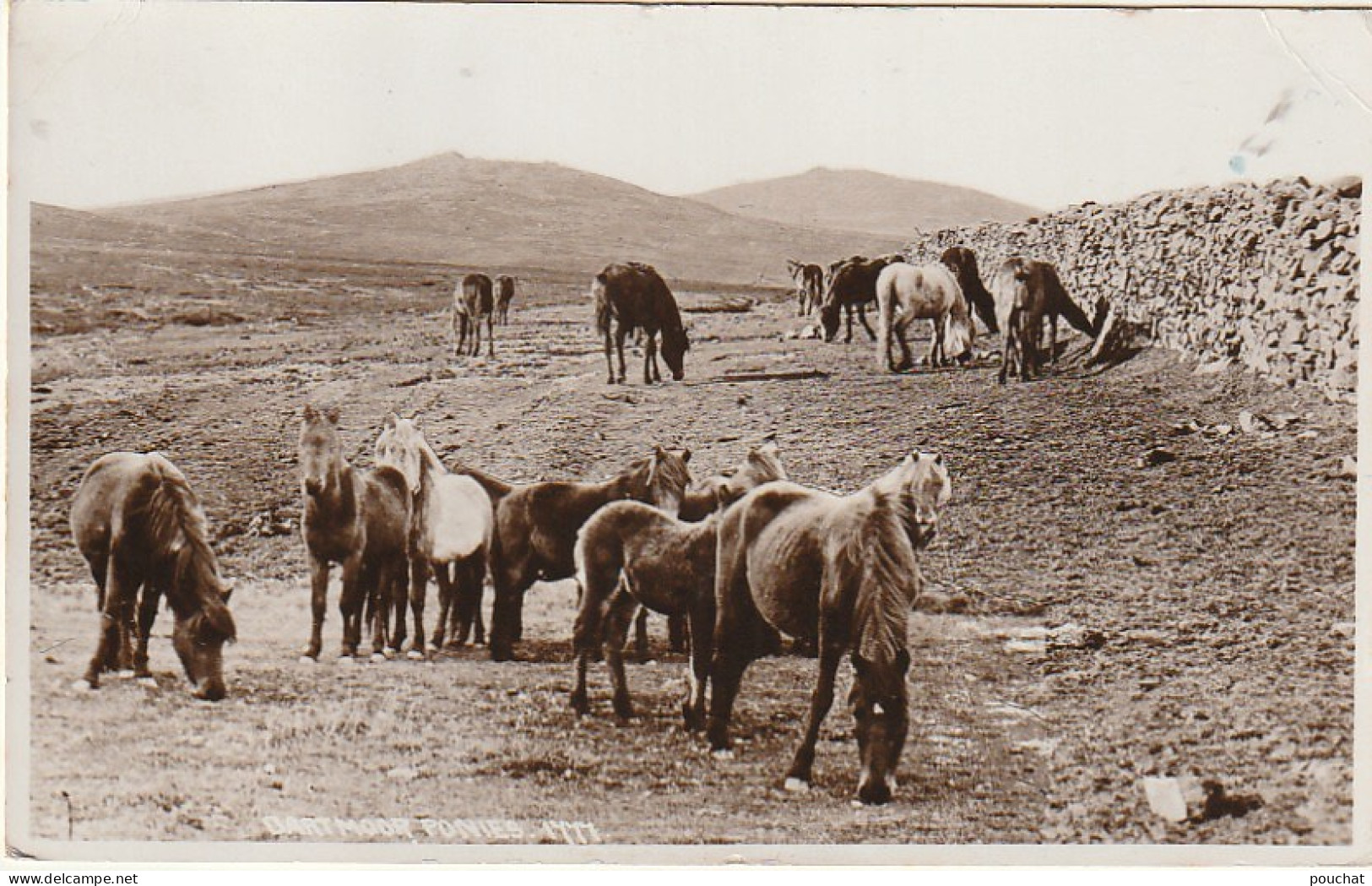 OP Nw34- DARTMOOR ( ENGLAND ) - PONIES - PONEYS - 2 SCANS - Autres & Non Classés