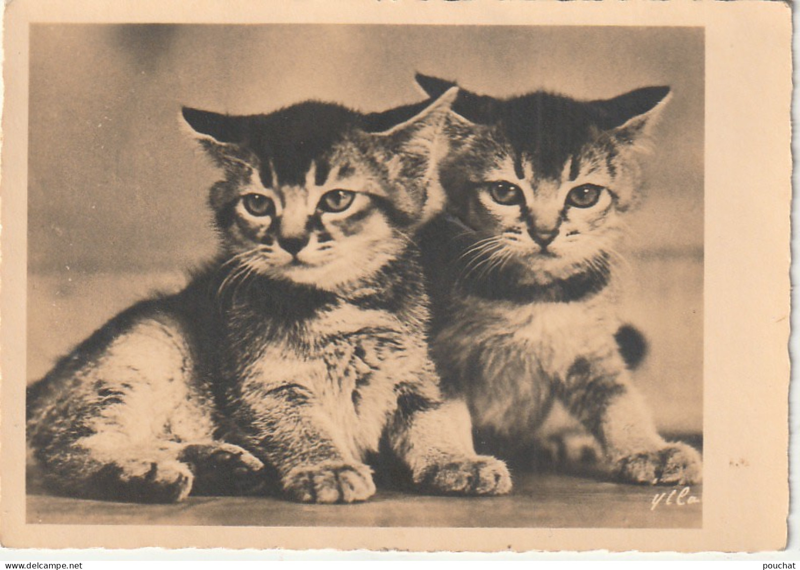 OP Nw36- COUPLE DE CHATONS - PHOT. YLLA ( CAMILLA KOFFLER ) - Cats