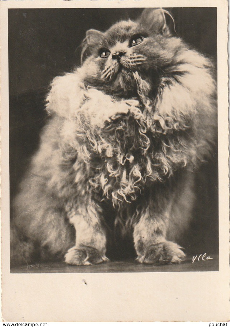 OP Nw36- PORTRAIT DE CHAT , CHATON  - CARTE PHOTO YLLA  ( CAMILLA KOFFLER ) - Chats