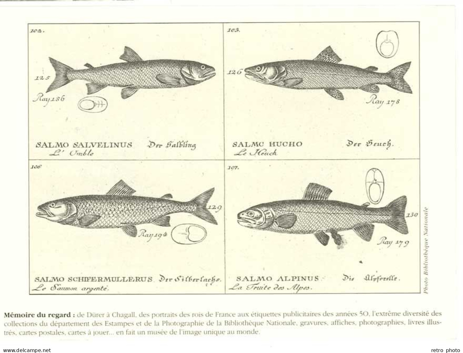 Cpm Carte Archives 1er Jour D'Emission - Poisson, Le Saumon  ( Tirage Limité )  (PHIL) - Andere & Zonder Classificatie