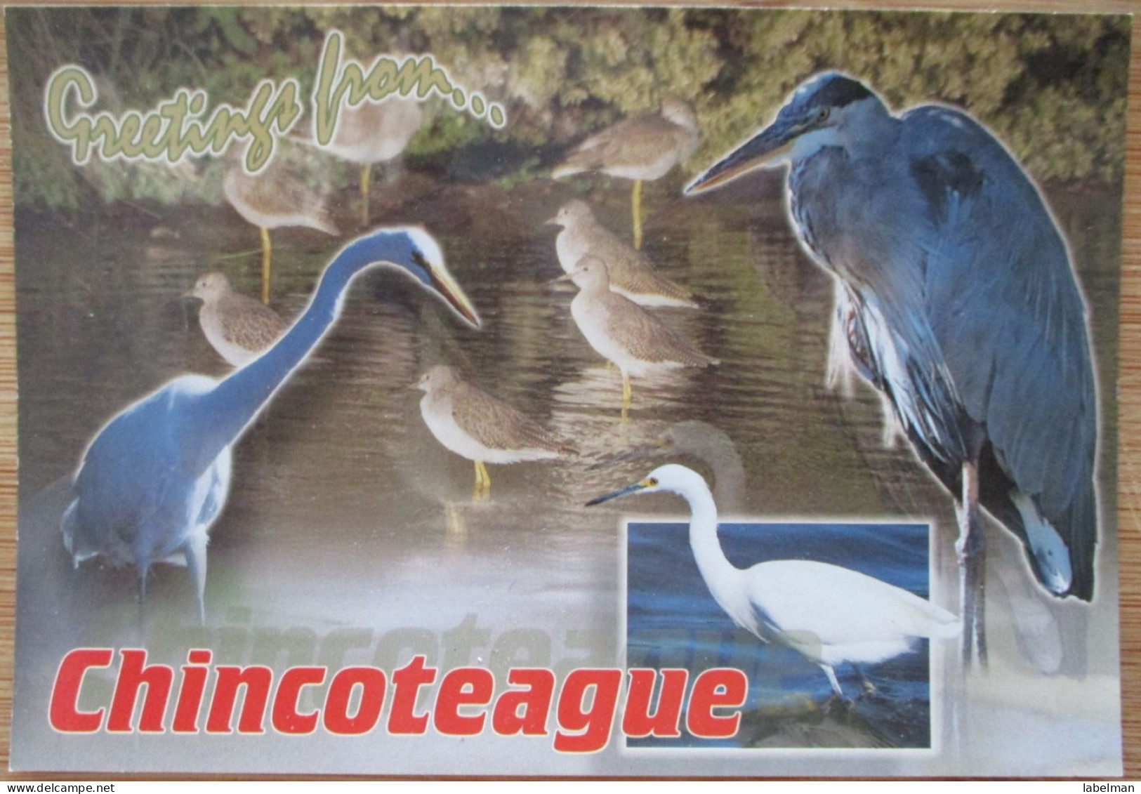 CANADA VA CHINCOTEAGUE ISLAND BIRDS PARADISE POSTCARD CARD CARTE POSTALE ANSICHTSKARTE POSTKARTE CARTOLINA - Granby