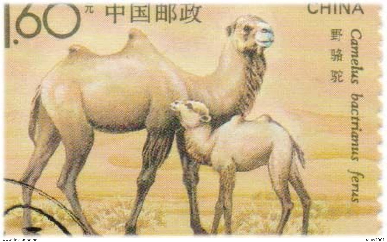 Wild Bactrian Camel, Mongolian Camel, Two Humps On Its Back, Endangered Species Of Camel, Wild Animal, Special Stamp FDC - Otros & Sin Clasificación