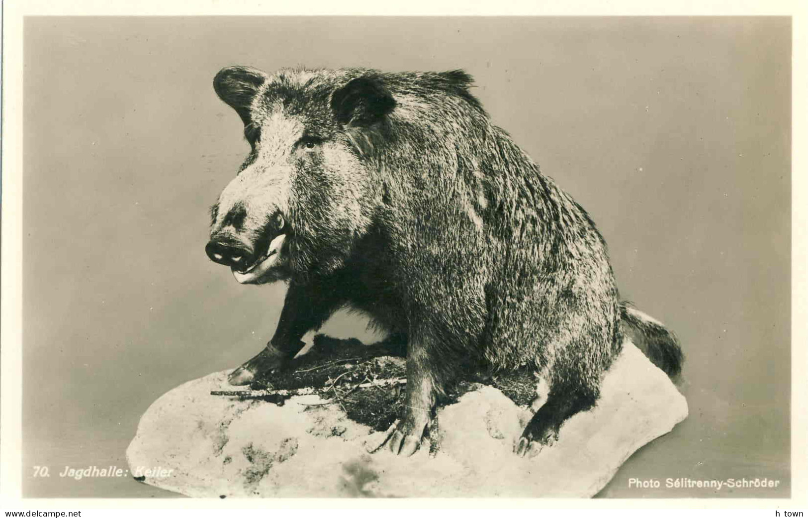 225  Pelz Und Jagd-Ausstellung Leipzig 1930. Keiler - Tursker Boar. Fur And Hunt Exhibition Chasse Sanglier Wildwschwein - Varkens