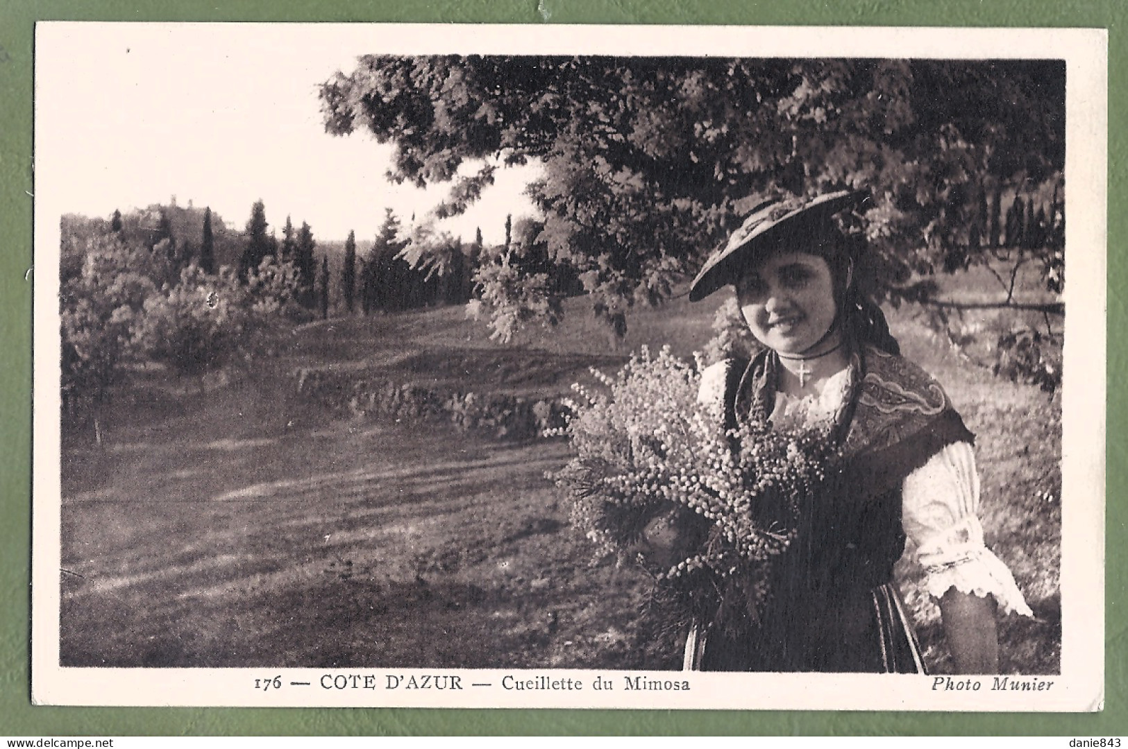 CPA FOLKLORIQUE  - COTE D'AZUR - CUEILLETTE DU MIMOSA - Provence-Alpes-Côte D'Azur