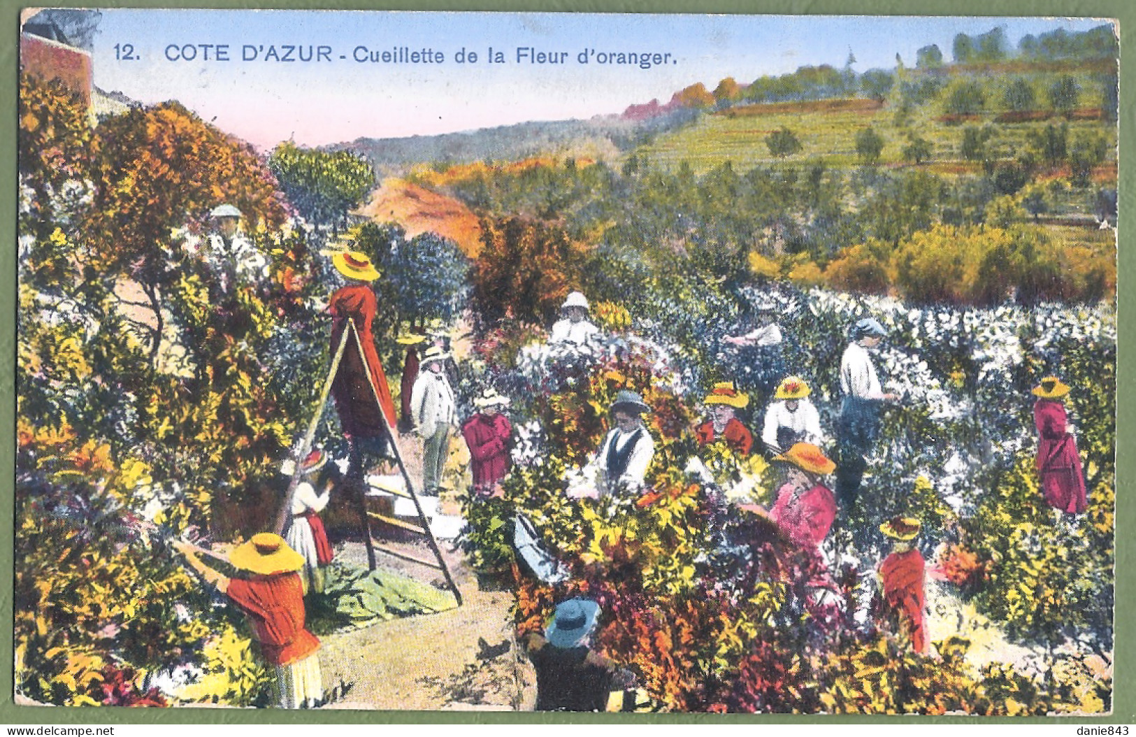 CPA FOLKLORIQUE  - COTE D'AZUR - CUEILLETTE DE LA FLEUR D'ORANGER - Provence-Alpes-Côte D'Azur