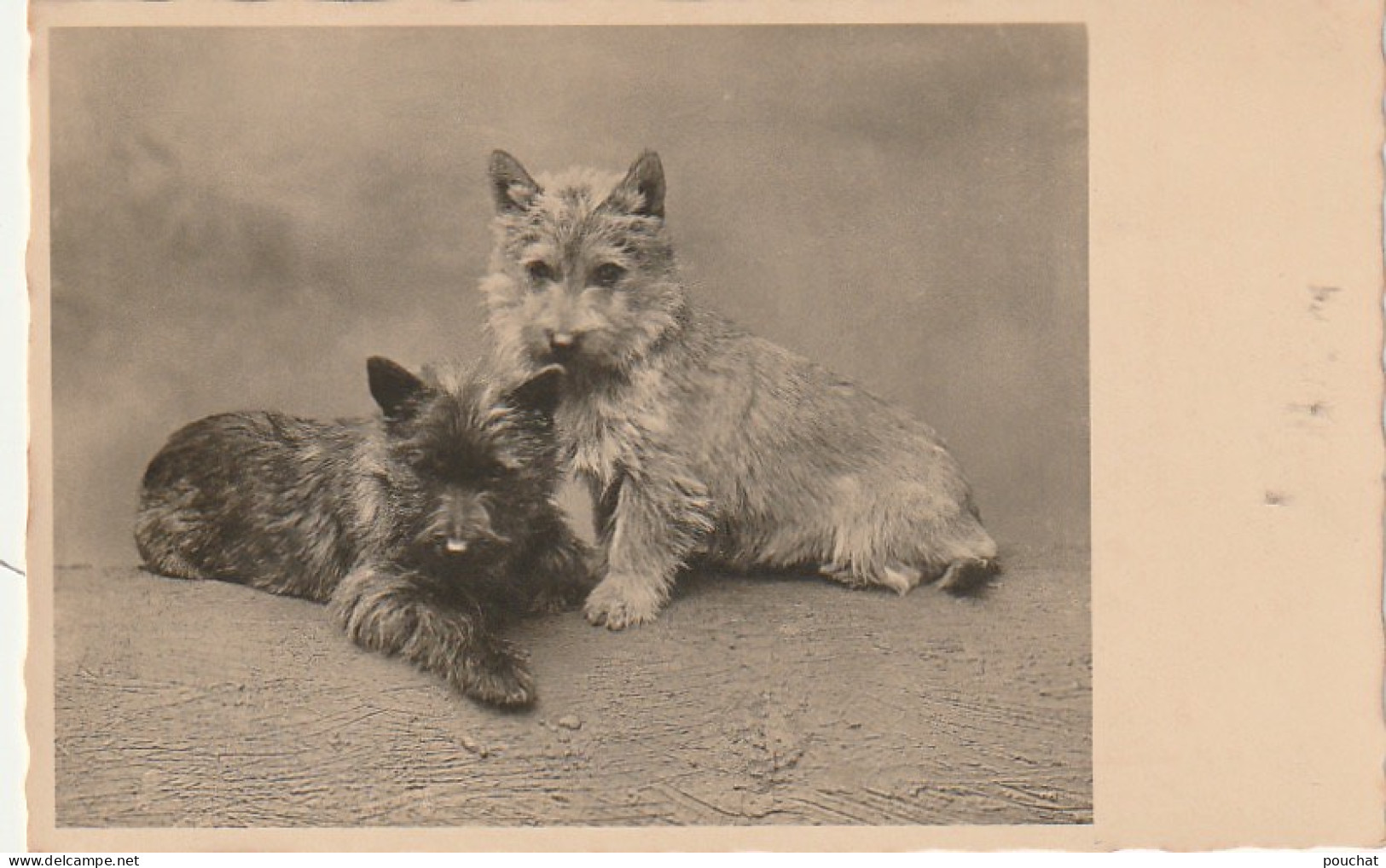 QU 9- COUPLE DE CHIOTS CAIRNS TERRIERS - 2 SCANS - Hunde