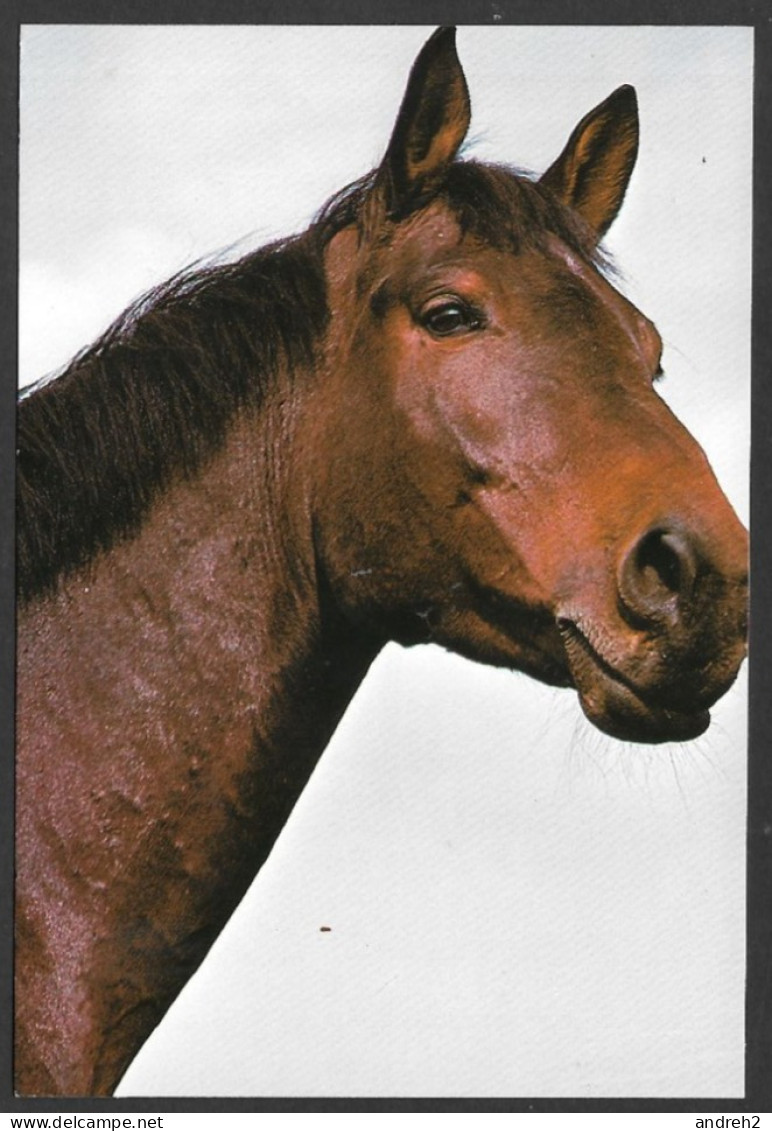 Animal > Cheval - Cheval Allemand Trakehner - Par Photo Decor Photo H. Reinhard - Horses