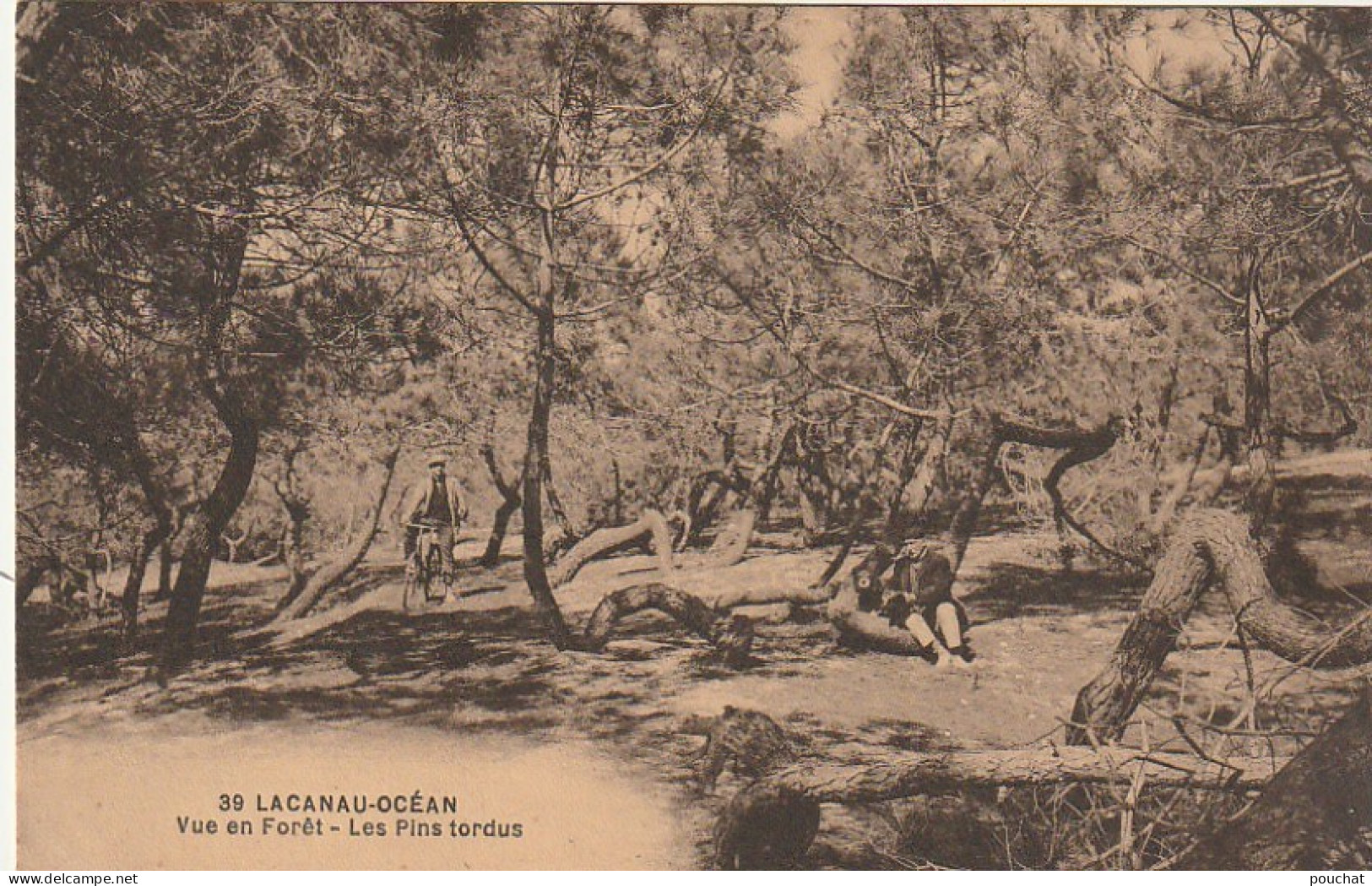 QU 25-(33) LACANAU OCEAN - VUE EN FORET - LES PINS TORDUS - 2 SCANS - Autres & Non Classés