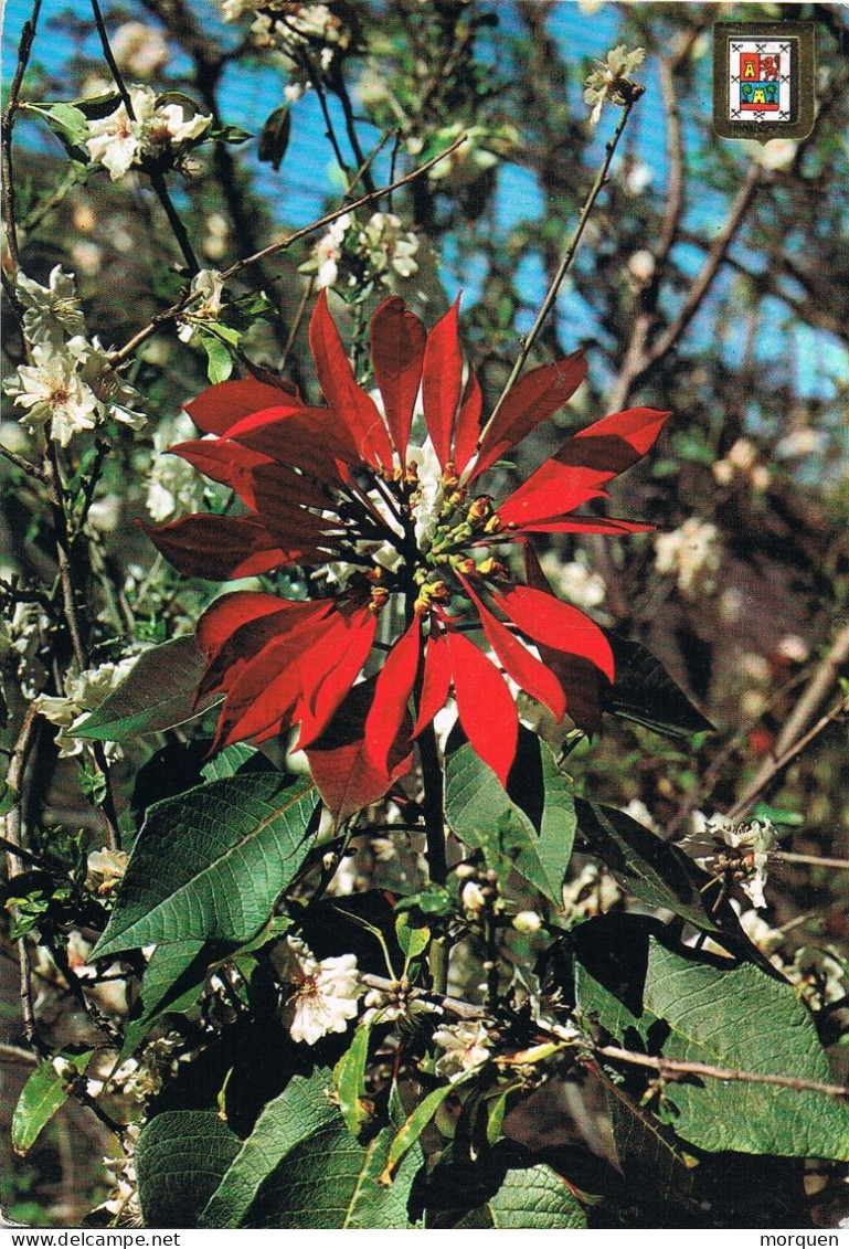 53966. Postal Aerea PUERTO De La LUZ (Las Palmas) Canarias 1969. Marca Hotel LAS CARACOLAS. Flor De Pascua - Briefe U. Dokumente