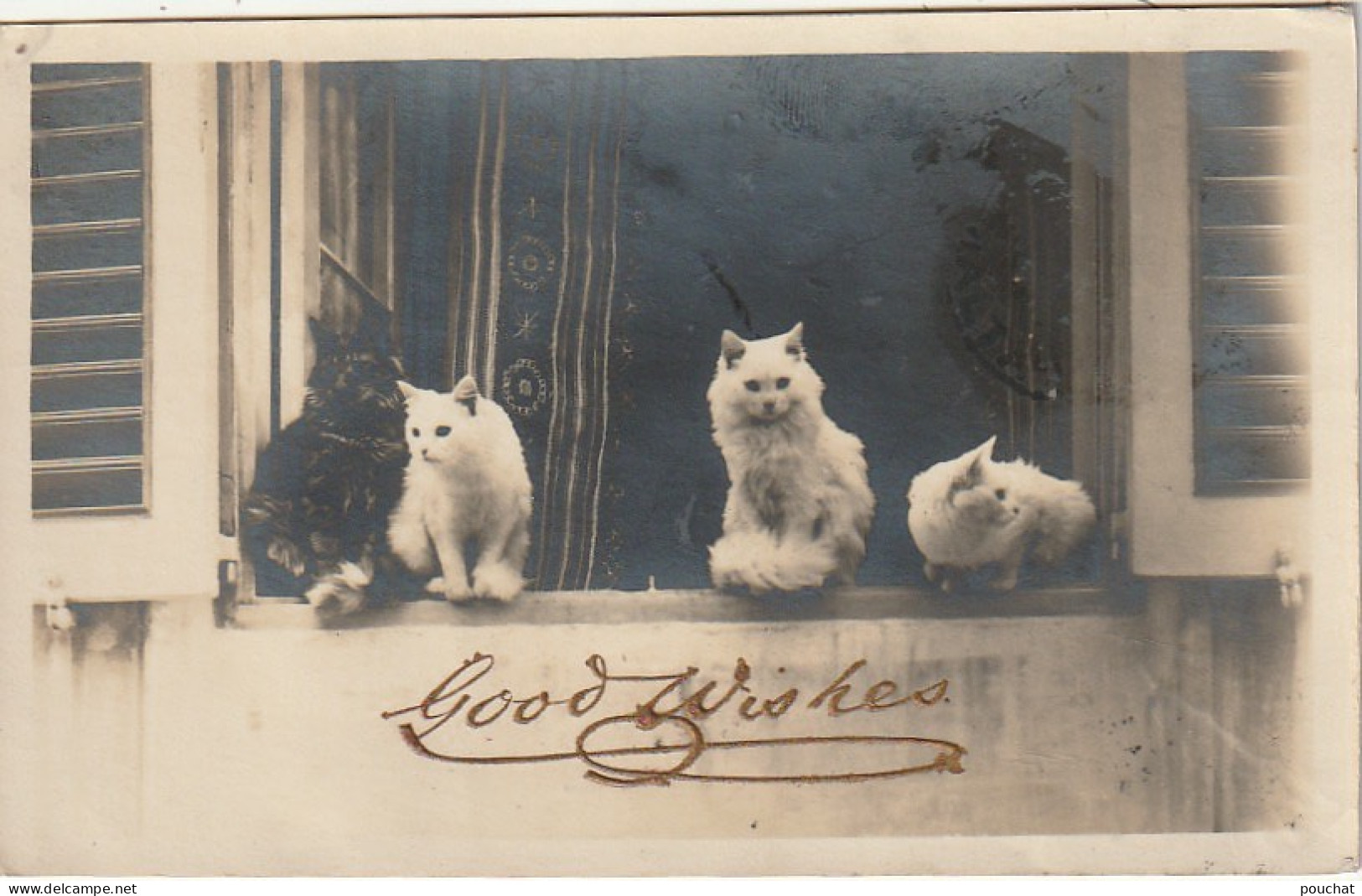 RE 18 - " GOOD WISHES " - MEILLEURS VOEUX - GROUPE DE CHATS SUR LE REBORD DE LA FENETRE - CARTE PHOTO - 2 SCANS - Chats