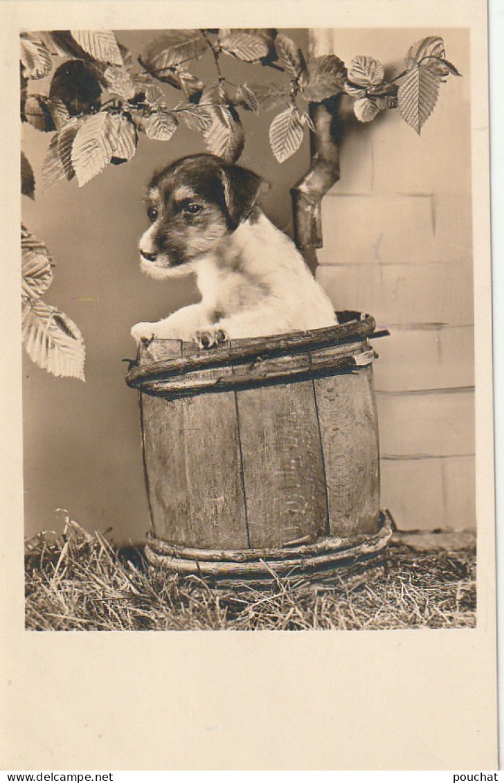 RE 18 - CARTE PHOTO D' UN CHIOT DANS UN FUT   - 2 SCANS - Dogs