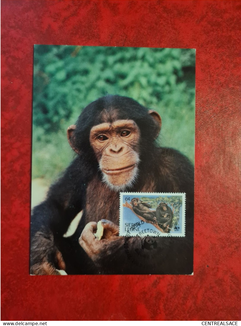 Carte MAXIMUM  SIERRA LEONE THE CHIMPANZEE WWF WORLD WILDLIFE FUND CHIMPANZEES - Sierra Leone (1961-...)