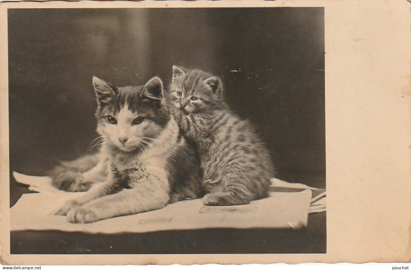 SO 4- CARTE PHOTO D' UN CHAT ET CHATON - VIGNETTE COMITE DE DEFENSE CONTRE LA TUBERCULOSE (1932)- 2 SCANS - Chats