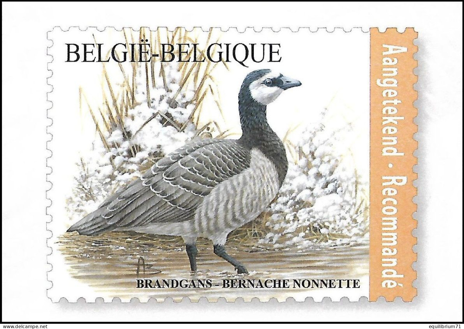 CM/MK** BLANCO - 4912 - Bernache Nonnette / Brandgans / Nonnengans / Barnacle Goose - BUZIN - 1985-.. Vogels (Buzin)