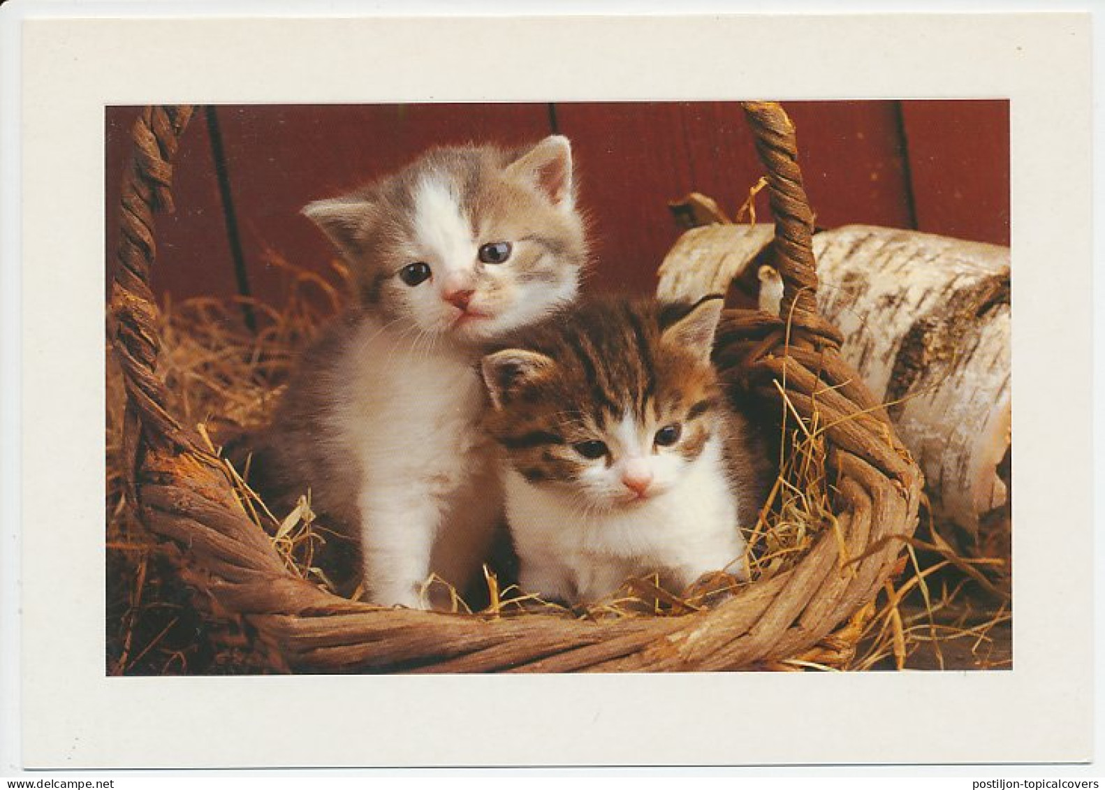 Postal Stationery Sweden 2001 Cat - Kittens - Autres & Non Classés