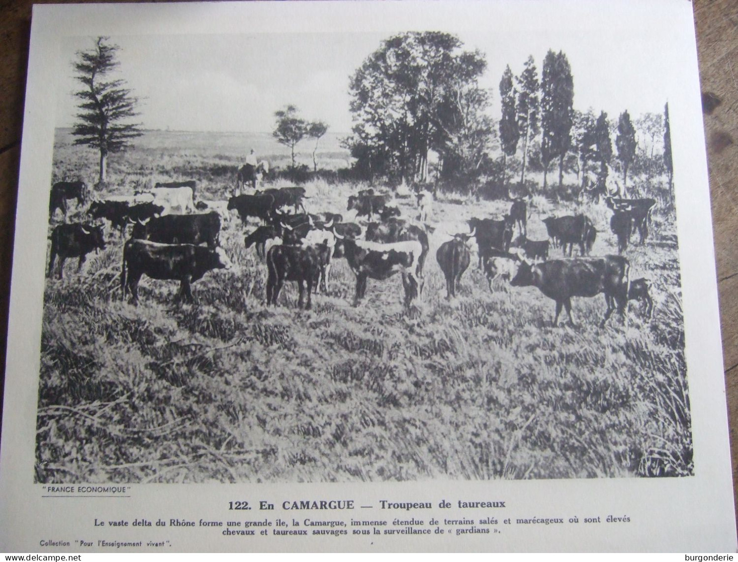 EN CAMARGUE  / TROUPEAU DE TAUREAUX - Aardrijkskunde