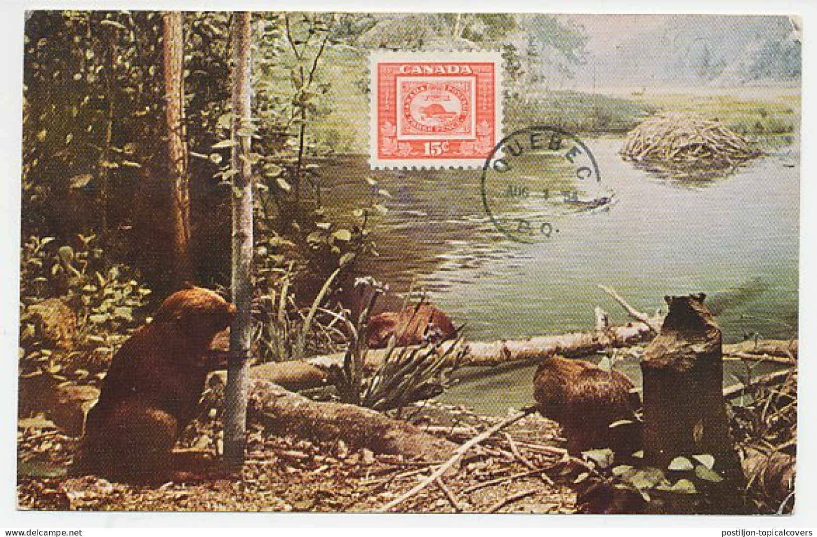 Maximum Card Canada 1954 Beaver - Autres & Non Classés