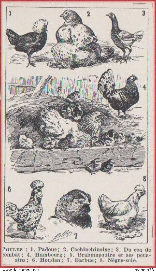 Poules. Illustration Adolphe Millot, Poule Padou, Cochinchinoise, Houdan, Hambourg, Brahmapoutre ... Larousse 1948. - Historische Dokumente