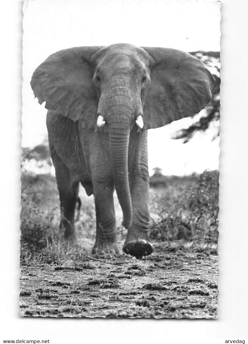 X1601 AFRICAN FAUNA - AN ATTACKING ELEPHANT - CAMEROUN - Elefanten