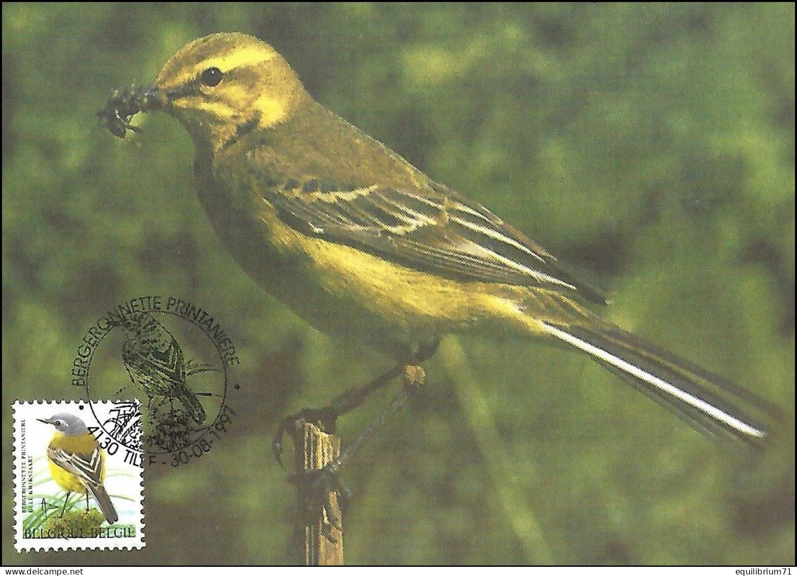 CM/MK° Bergeronnette Printanière/Gele Kwikstaart/Gelbe Bachstelze/Yellow Blue Headed Wagtail - Tilff - 30-08-97 - BUZIN - 1985-.. Birds (Buzin)