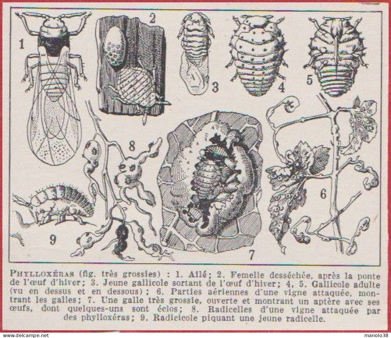 Phylloxéra. Ailé, Femelle Desséchée Après La Ponte De L’œuf D'hiver, Gallicole, Galle Etc... Larousse 1948. - Historische Dokumente