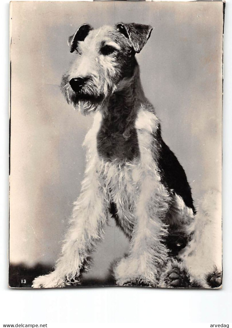 AG2683 FOX TERRIER - Chiens