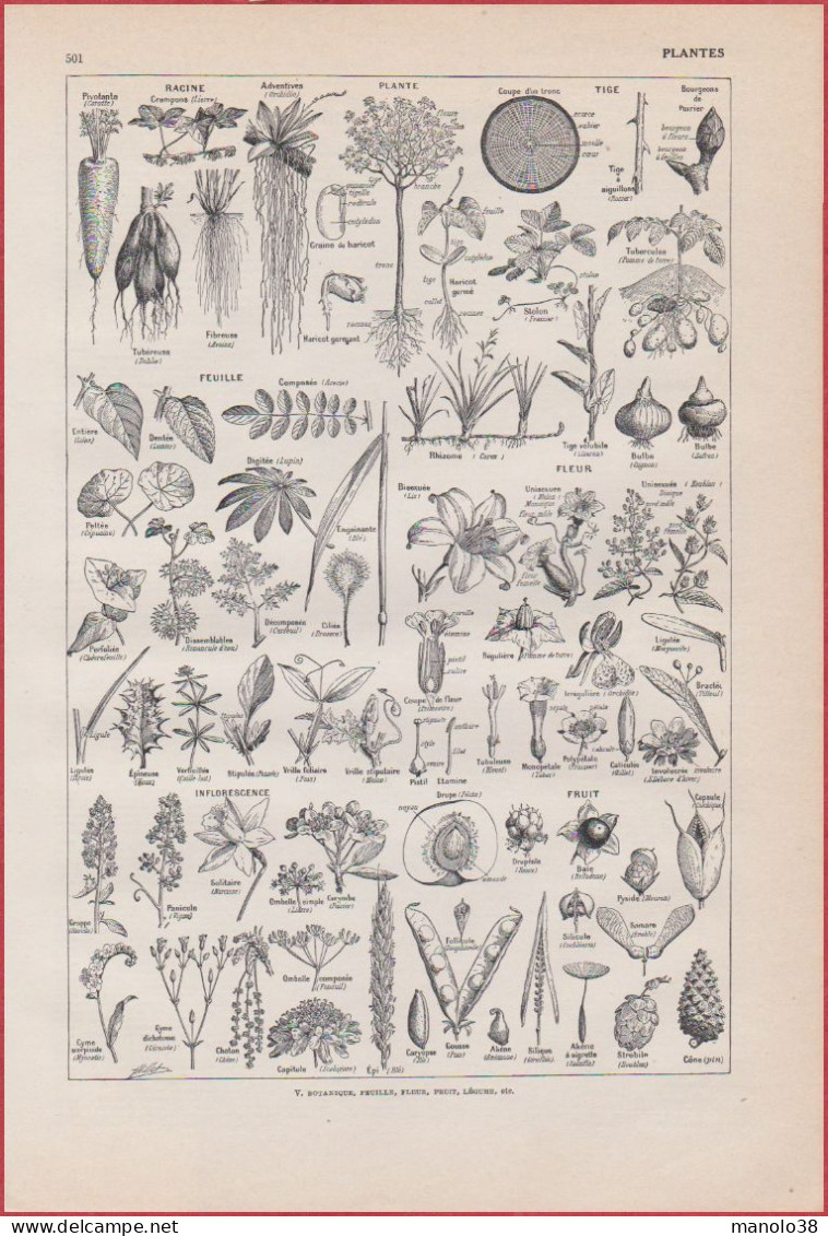 Plante. Plantes. Racines, Tiges, Feuilles, Fleurs, Inflorescences, Fruits. Larousse 1948. - Documentos Históricos