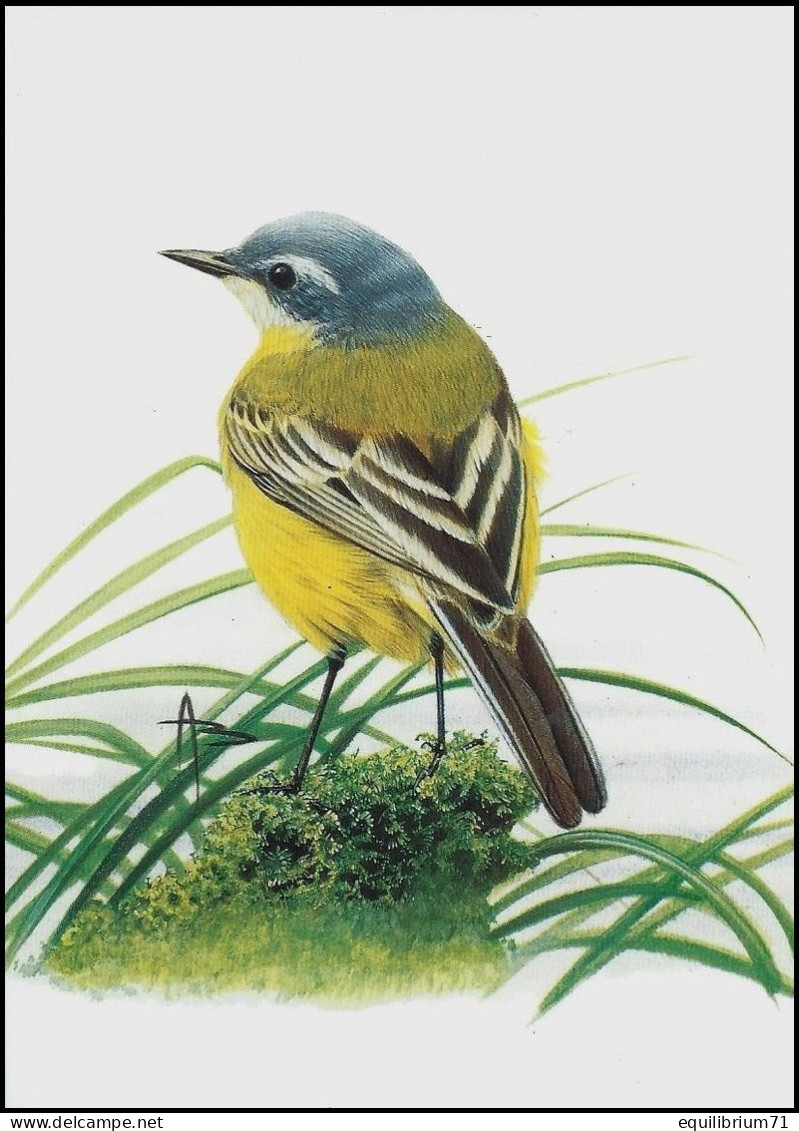 CM/MK** BLANCO - Bergeronnette Printanière/Gele Kwikstaart/Gelbe Bachstelze/Yellow Blue Headed Wagtail - BUZIN - 1985-.. Vogels (Buzin)