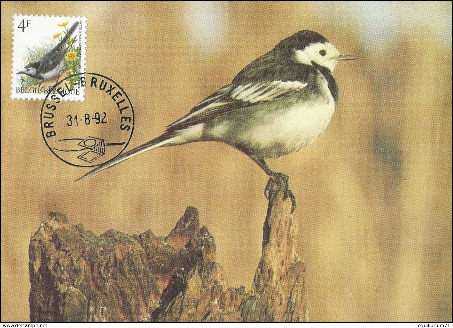 Carte Maximum / Maximum Kaart° - Bergeronnette Grise / Kwikstaart / Bachstelze / Wagtail - BSL/BXL - 31-08-1992 - BUZIN - 1985-.. Vogels (Buzin)