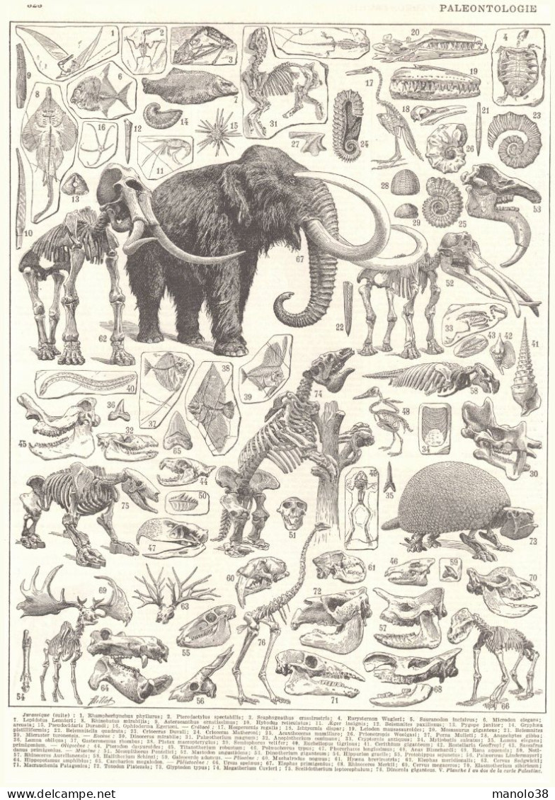 Paléontologie. Fossile, Dinosaure. Animaux Préhistoriques. Illustration Adolphe Millot. Larousse 1948. - Historische Documenten