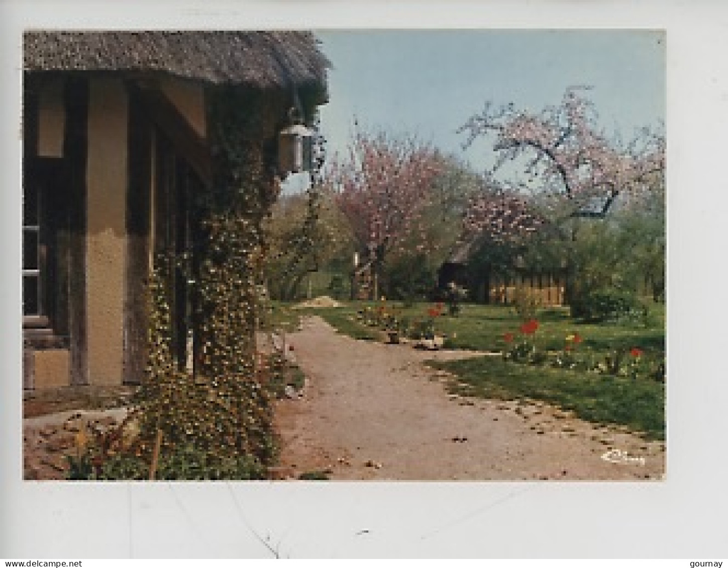 Ma Normandie - Pommiers En Fleurs (cp 0084 Combier) - Haute-Normandie