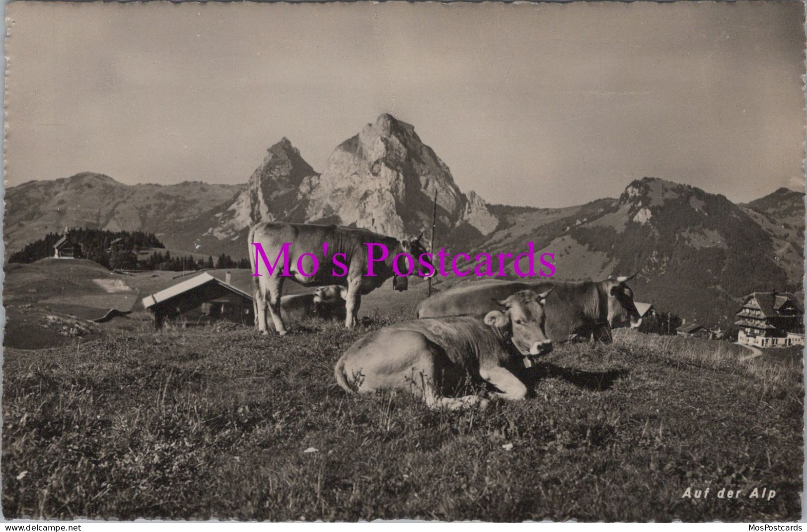 Animals Postcard - Swiss Cows, Auf Der Alps  DZ282 - Mucche