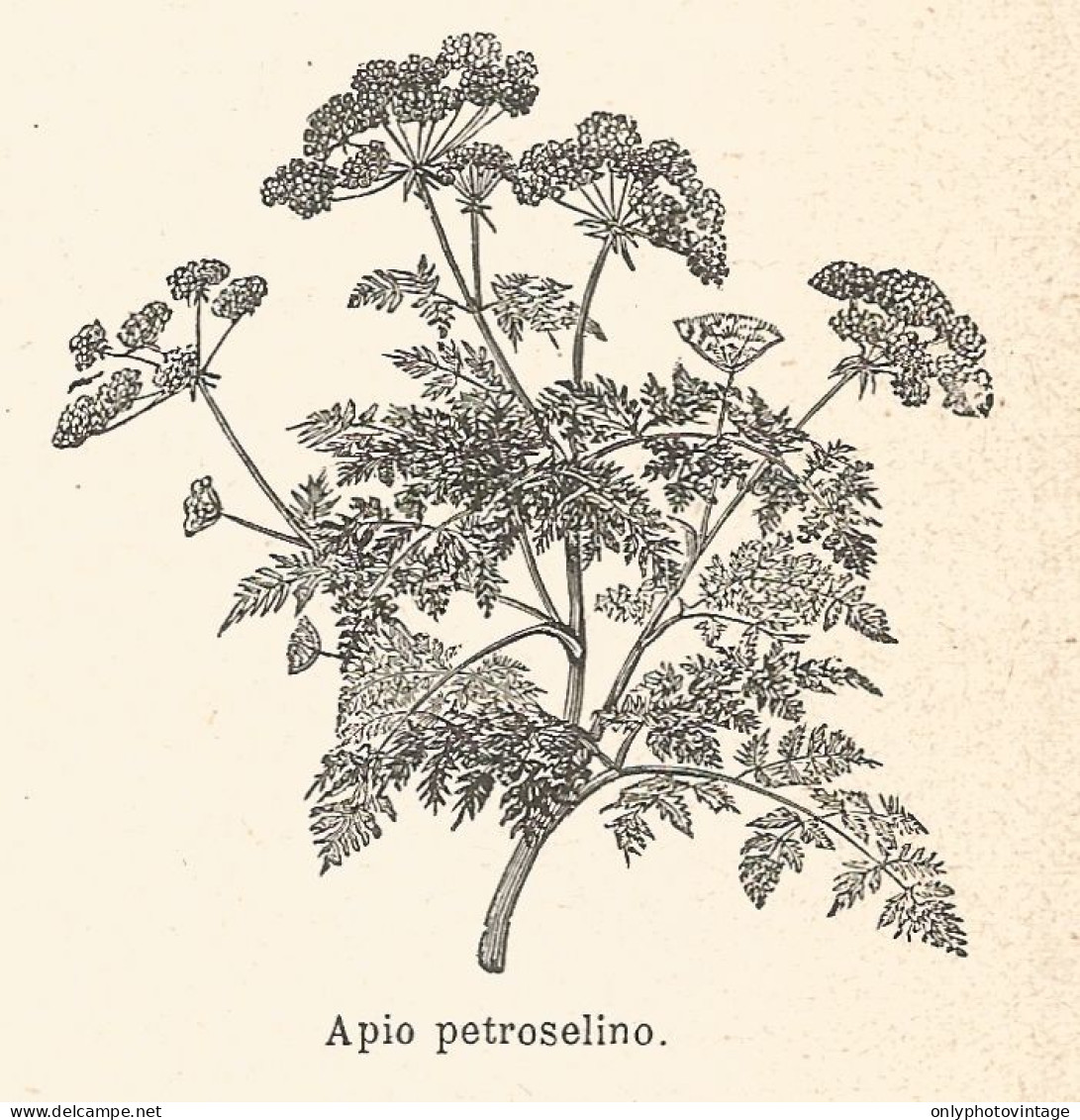 Apio Petroselino - Xilografia D'epoca - 1924 Old Engraving - Estampes & Gravures