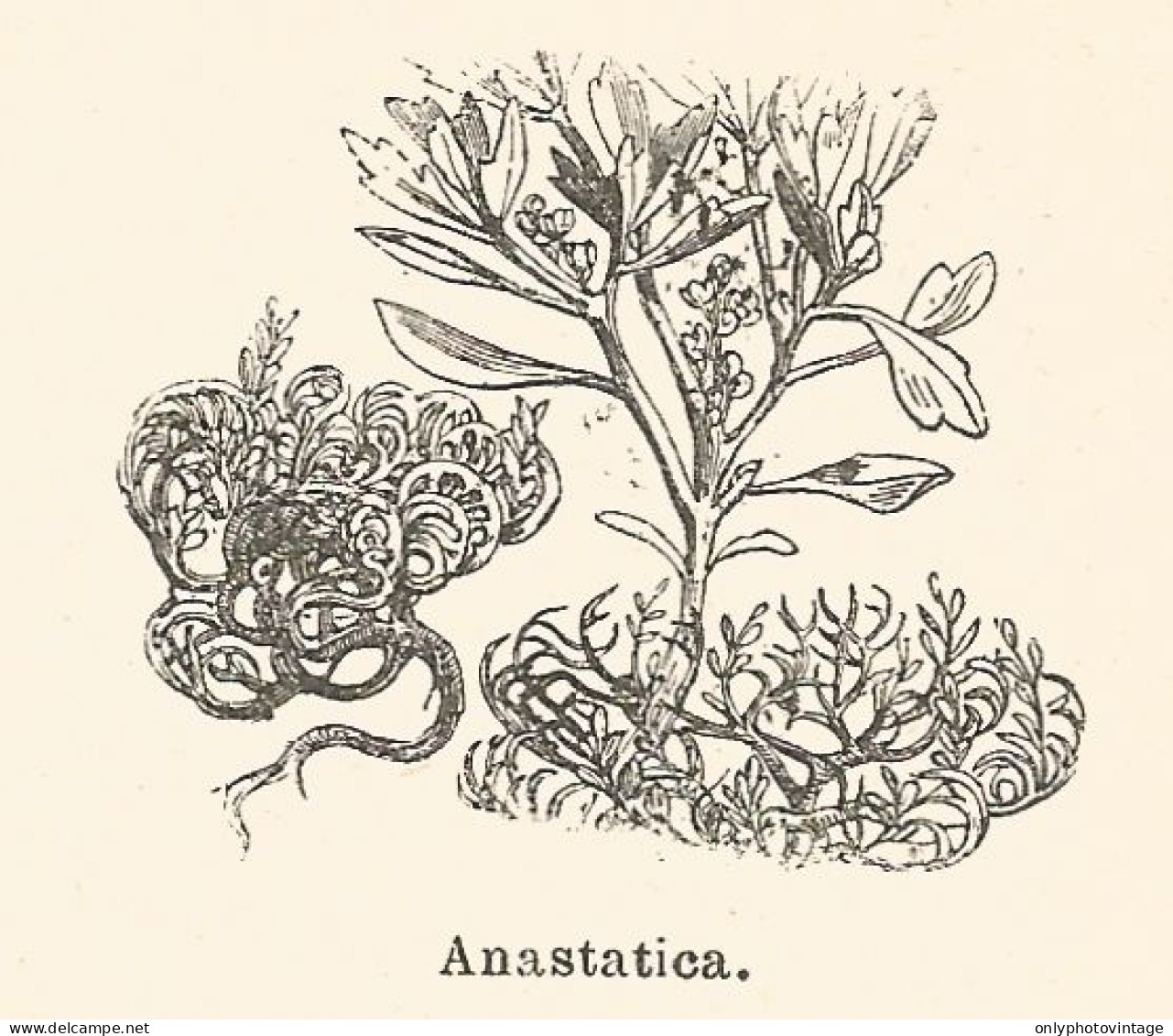 Anastatica - Xilografia D'epoca - 1924 Old Engraving - Estampas & Grabados