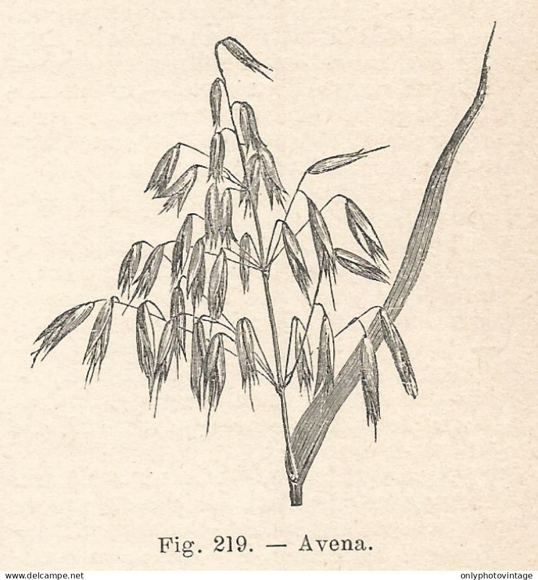 Avena - Xilografia D'epoca - 1924 Old Engraving - Estampas & Grabados