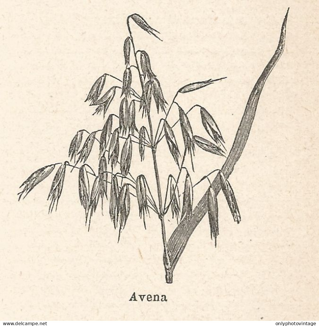 Avena - Xilografia D'epoca - 1924 Old Engraving - Estampas & Grabados