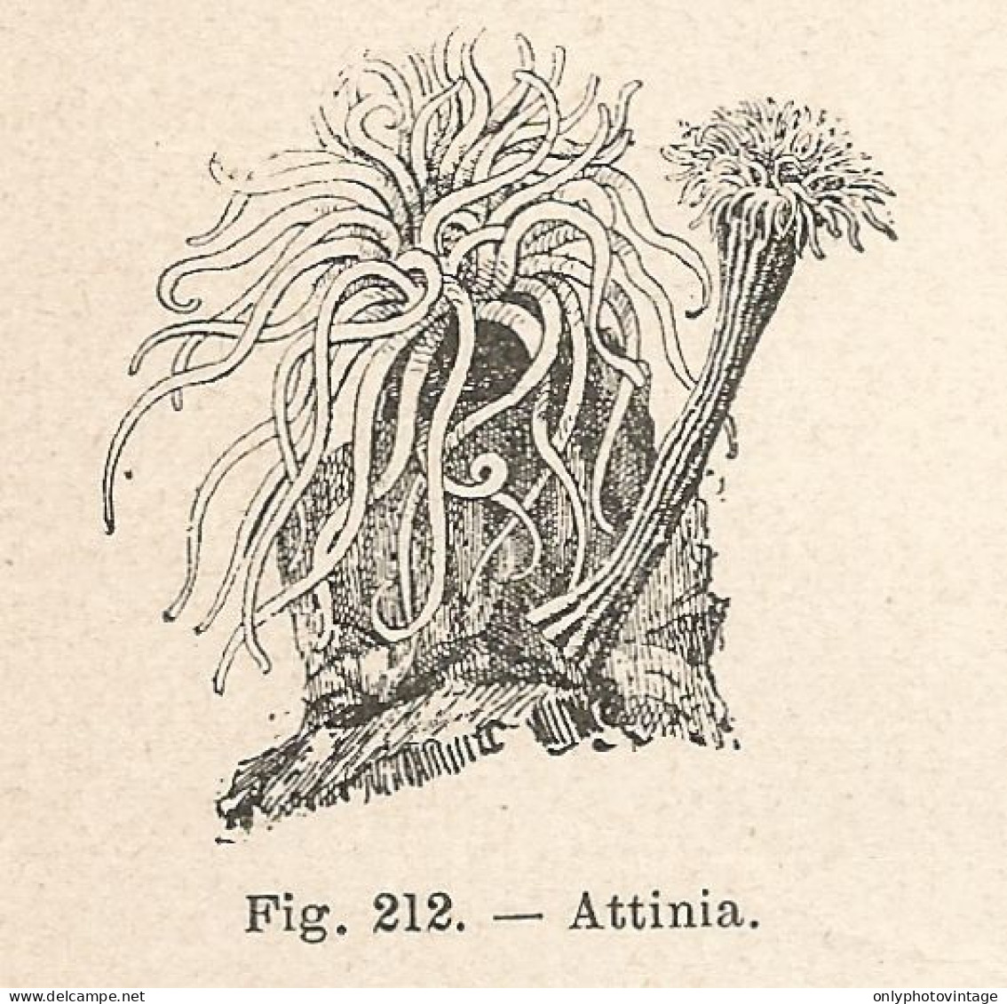 Attinia - Xilografia D'epoca - 1924 Old Engraving - Estampas & Grabados