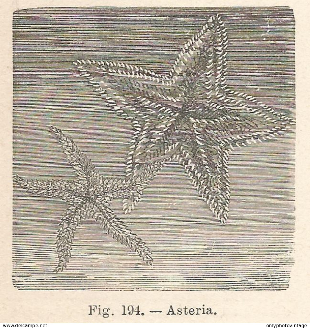 Asteria - Xilografia D'epoca - 1924 Old Engraving - Prints & Engravings