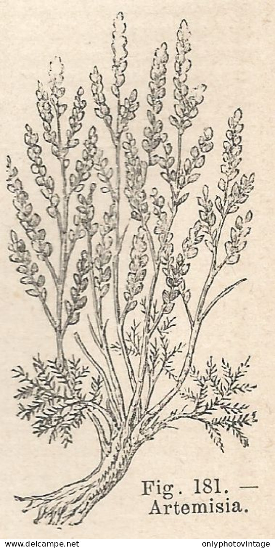 Artemisia - Xilografia D'epoca - 1924 Old Engraving - Prints & Engravings