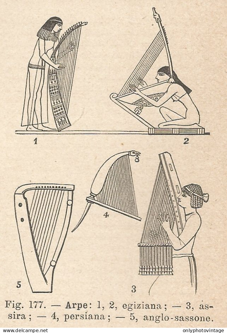 Varietà Di Arpe - Xilografia D'epoca - 1924 Old Engraving - Estampas & Grabados