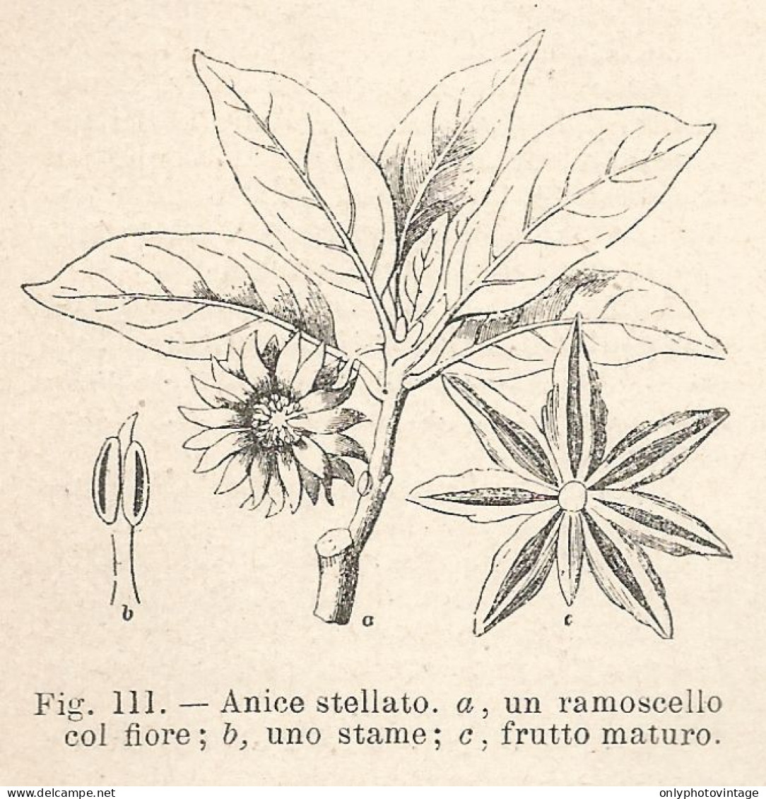 Anice Stellato - Xilografia D'epoca - 1924 Old Engraving - Estampas & Grabados