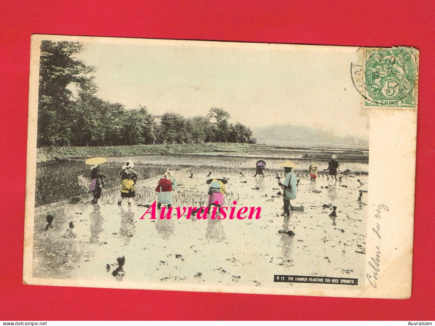 Asie ... The Farmer Planting The Rice Spronts Agriculteur Qui Plante Les Plants De Riz - Other & Unclassified