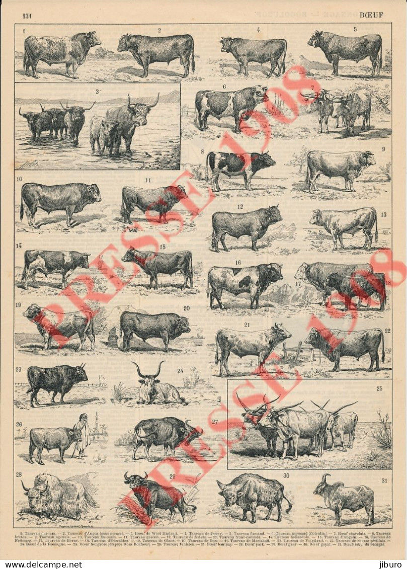 Planche 1908 Boeuf Animal Races Boeufs Taureaux Elevage Agriculture Taureau Durham Jersey Cotentin Agenais Gascon Angeln - Other & Unclassified