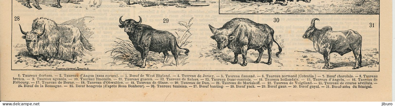 Planche 1908 Boeuf Animal Races Boeufs Taureaux Elevage Agriculture Taureau Durham Jersey Cotentin Agenais Gascon Angeln - Other & Unclassified