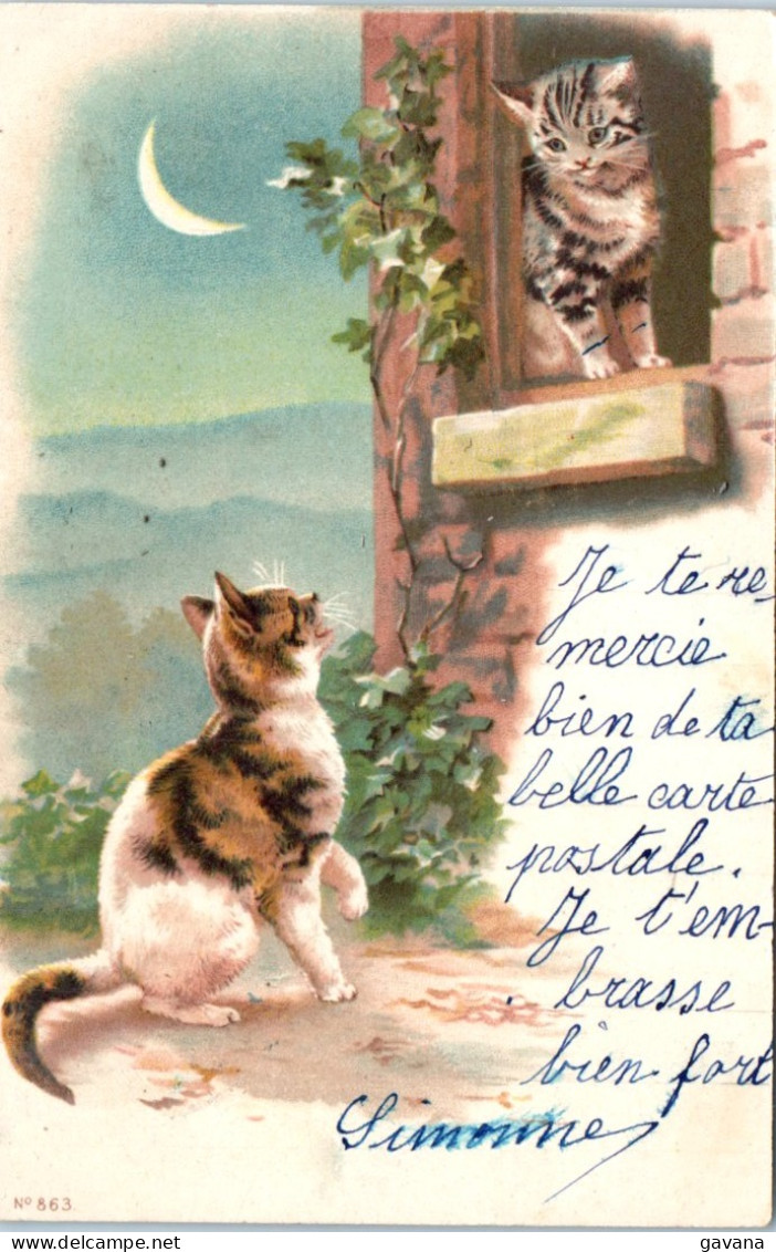 Chats Au Clair De Lune  - Chats