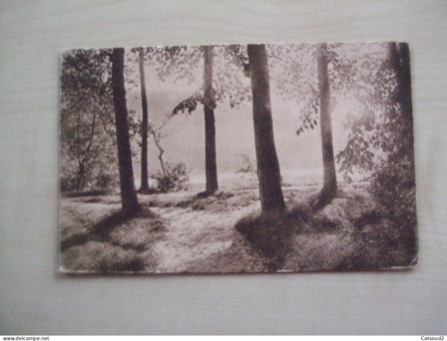 Carte Postale Ancienne ROUGE-CLOÎTRE - Bosques, Parques, Jardines