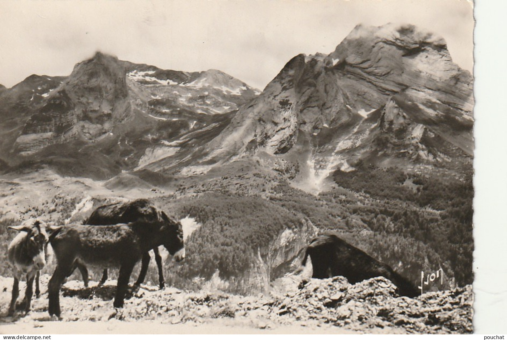 TE 13-(64) COL D' AUBISQUE - ROUTE THERMALE D' ARGELES A EAUX BONNES -  ANES , MULES- 2 SCANS - Other & Unclassified