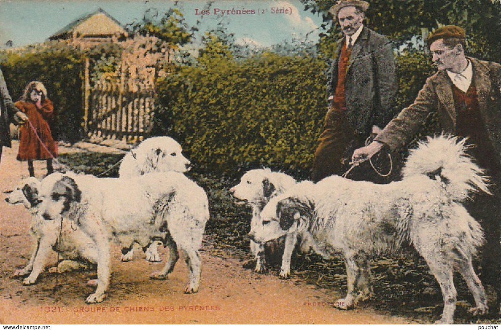 TE 14 - LES PYRENEES  - GROUPE DE CHIENS DES PYRENEES - CARTE COLORISEE - 2 SCANS - Altri & Non Classificati